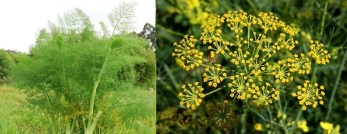 Hierbas de San Juan El Hinojo 1